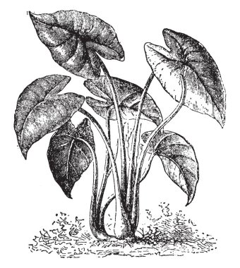 Colocasia yenilebilir bir bitkidir ve tropikal Polinezya ve Güneydoğu Asya, vintage çizgi çizme veya oyma illüstrasyon için yerel.