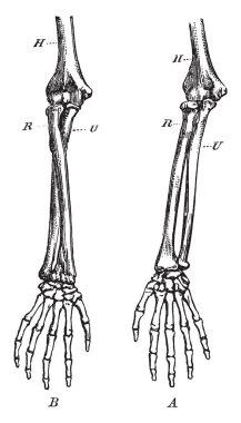 Bu diyagram çizim için hemen ön plana-kol, vintage veya oyma illüstrasyon kemiklerin gösterir.
