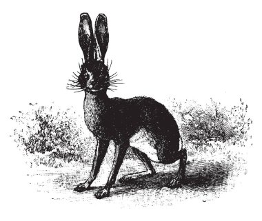 Jack Rabbit onun kulakları tünemiş, vintage çizgi çizme veya oyma illüstrasyon.
