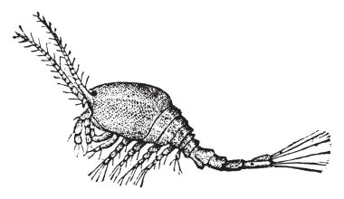 Tepegöz, vintage illüstrasyon kazınmış. Doğal Tarih hayvanların, 1880