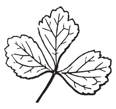 Yaprak şekli yuvarlak ve kalp şeklinde olduğunu. Yaprak sapı bağlı. SAP kısa ve ince, vintage satır çizim veya gravür illüstrasyon.