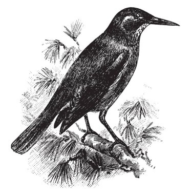 Pinyon Jay familyasından ötücü ötücü kuşlar, vintage çizgi çizme veya oyma illüstrasyon genelde ailenin bir kuş.