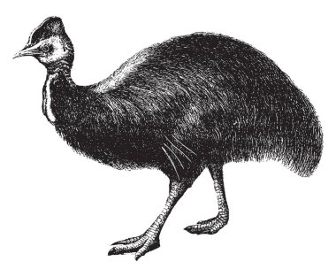 Cassowary yakından devekuşu, vintage çizgi çizme veya oyma illüstrasyon ilgilidir.