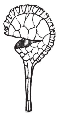 Bu yürüyüş Fern bir görüntüdür. Sori küçük Sporlar yaz, vintage çizgi çizme veya oyma illüstrasyon sırasında serbest bırakılır.