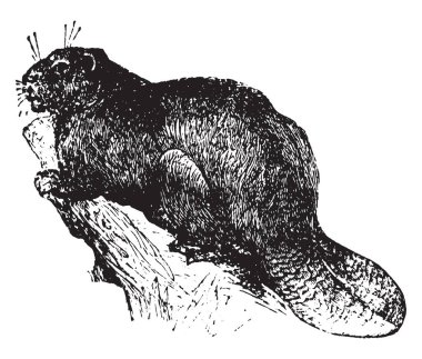 Kunduz diğer kemirgenler düz ve pullu kuyruk, vintage çizgi çizme veya oyma illüstrasyon tarafından ayırt edici.