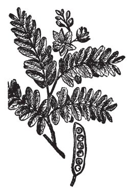 Demirhindi ağaç baklagiller ve baklagiller ailesinin bir parçası olduğunu. Doğal olarak vade sonunda açılmıyor ama kapalı, vintage çizgi çizme veya oyma illüstrasyon kalır anlamına gelir bir indehiscent baklagil, meyve denir.