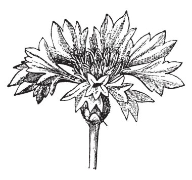 Bir peygamber çiçeği önümüzdeki gösteren resim. Bu bir mod geliştirme ve aranjman çiçek ekseni, vintage çizgi çizme veya oyma illüstrasyon 's.