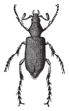 Macrodaclylus subspinosus türler, vintage çizgi çizme veya oyma illüstrasyon Rose Chafer olduğunu.