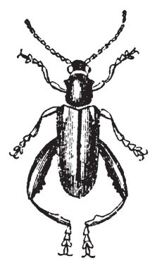 Bu resimde Sagra Cyanea, vintage çizgi çizme veya oyma illüstrasyon temsil eder..