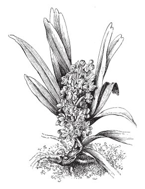 Ascocentrum Ampullaceum orta Çin, Assam Hindistan, Bangladeş, Himalayalar, Nepal, Bhutan, Sikkim, Andaman Adaları, Myanmar, Tayland, Laos ve Vietnam, vintage çizgi çizme veya oyma illüstrasyon bulundu orkide familyasından bir.