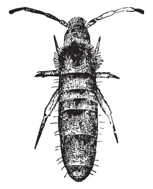 Podurid bulunan gübre yataklar, vintage çizgi çizme veya oyma illüstrasyon.