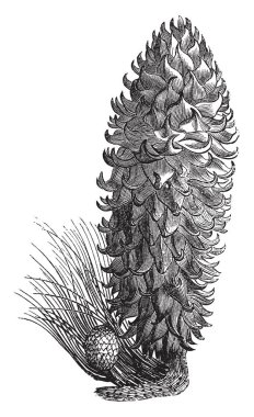 Pinus Coulteri büyük koni çam ağacı, koni 20-40 cm uzunluğunda. Çekici blueish iğneler ile hızlı büyüyen çam. Hoşgörülü ve düşük dallanma rüzgar. Aşırı sıcak ve kuru,'in tolerans göstereceği vintage çizgi çizme veya oyma illüstrasyon.