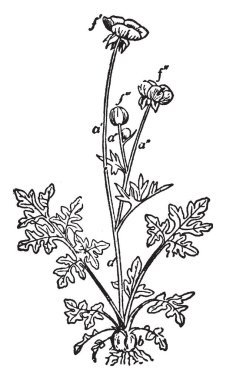 Bir resim soğanlı Buttercup, tipik bulbosus bilinen gösteriyor. Düğün çiçeğigiller buttercup ailesine ait. Sarı çiçekler, vintage çizgi çizme veya oyma resimde bulunan.