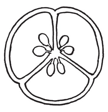 Üç lacum vardır Bu yumurtalık içinde her lacum tohum vardır. Yumurtalık duvar, vintage çizgi çizme veya oyma illüstrasyon kapalı.