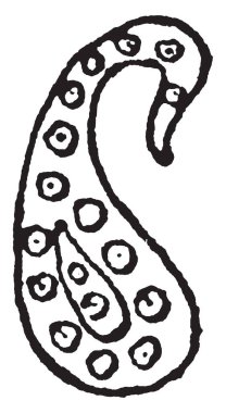 Armut tasarım koni ve palmiye yaprağı, görüş kökenli ve bu motif, vintage çizgi çizme anlam veya oyma olarak büyük bir fark