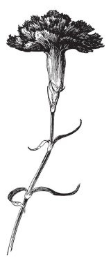 Bu çiçek görüntüsünü ve koyu renkli bloom, vintage çizgi çizme veya oyma resimde bulunan.