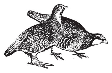 Partridge a game bird belonging to the grouse family, vintage line drawing or engraving illustration. clipart