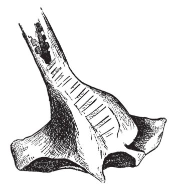 Bu resimde bir deniz ördek, vintage çizgi çizme veya oyma illüstrasyon kemik labirent temsil eder..