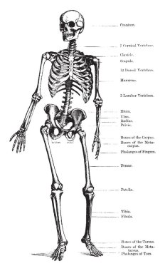 İnsan iskeleti ayakta dik, vintage çizgi çizme veya oyma illüstrasyon.