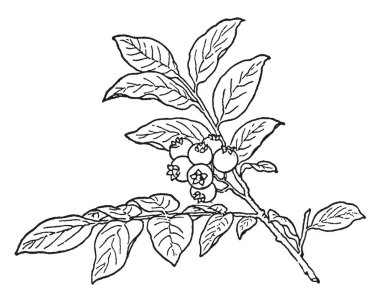 Onun meyve ile Huckleberry ağacının dalını gösteren bir resim. Huckleberry bitkiler, vintage çizgi çizme veya oyma illüstrasyon heath ailesinin bir meyvedir.