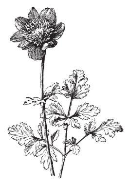 Bir resim Anemone Coronaria gelincik çiçekli anemon çiçeği olarak da bilinen olan bir bitki gösteriyor. Çiçekler çok karışımları renkleri kırmızı, mavi, beyaz ve çizim veya illüstrasyon oyma daha fazla, vintage çizgi var.