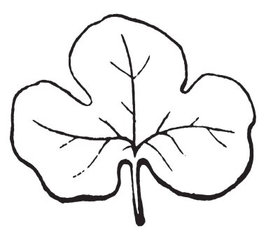 Bir resim ayrık yaprak, bu pinnately ayrık bir yaprak, bir örnektir gösterir. Neredeyse böylece ayrı bölümler veya loblar, vintage çizgi çizme veya oyma illüstrasyon oluşturmak için üsse basamağında kenar boşlukları olan bir yaprak.