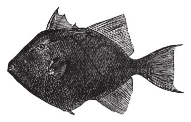 Triggerfish is a brightly colored fish, vintage line drawing or engraving illustration. clipart