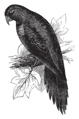 Muhabbet kuşu Amerika papağanı insan sesini, vintage çizgi çizme veya oyma illüstrasyon taklit etmeye gücü için ünlüdür.