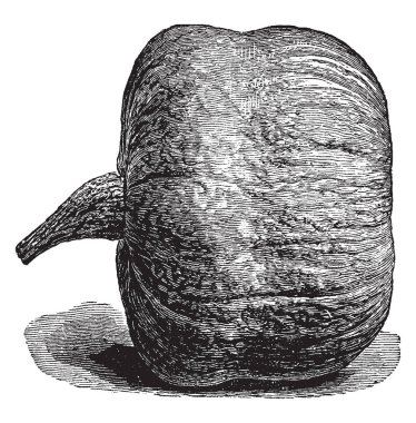 Bu bir Essex melez gösteren resim bulunur. Bu büyük ve yuvarlak, eski bir çizgi çizim veya illüstrasyon oyma.