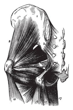 Bu resimde kas kalça, vintage çizgi çizme veya oyma illüstrasyon temsil eder..