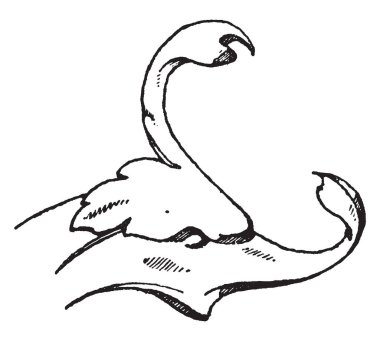 Yunus başıdır bir doğal tasarım, vintage çizgi çizme veya oyma illüstrasyon.