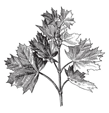 Şube Norveç akçaağaç ve de genellikle bu Acer Platanoides, vintage çizgi çizme veya oyma illüstrasyon olarak bilinen.