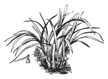 Coelia Baueriana eski Bothriochilus bellus bilinen, bu badem ezmesi yerli Meksika ve Kosta Rika, vintage çizgi çizme veya oyma illüstrasyon kokarsan kok güzel, trompet şeklinde çiçek üreten bir türüdür.