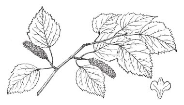 Kenai huş bitki, vintage çizgi çizme veya oyma illüstrasyon Şubesi.