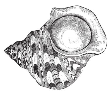 Üst kabuk büyük yenilebilir deniz salyangoz, vintage çizgi çizme veya oyma illüstrasyon familyasından bir.