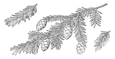 Bu çerçevede ağaç Tsug Condensis denir ve çiçekler ağacında geliyor. Bu ağaç karlı ülke, vintage çizgi çizme veya oyma illüstrasyon geliyor.