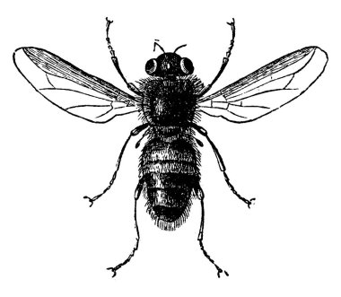 Botfly, klasik oymalı çizim. La Vie dans la nature, 1890.