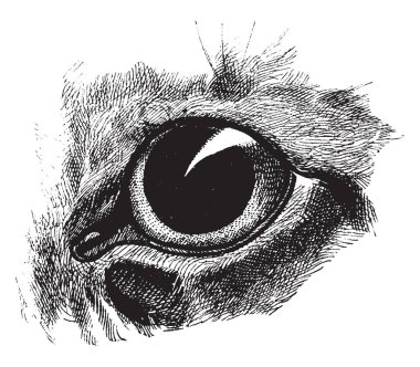 Dilate kedi göz hangi anisocoria kedi göz iki öğrenciler farklı boyutlarda, vintage çizgi çizme veya oyma resimde olduğu bir durumdur.