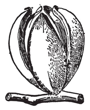 Dört yarım ve yarı açık, vintage çizgi çizme veya oyma illüstrasyon carya ovalis meyve bir çizimi.