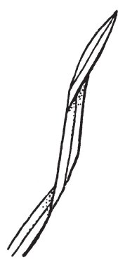 Bu çerçevede flexuous işte. Alternatif olarak bükülmüş veya bükülmüş içinde farklı yönde, vintage çizgi çizme veya oyma illüstrasyon.