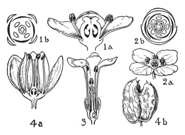 Bu görüntüde çobanpüskülü, euonymus, stackhousia ve staphylea gösterir. Çiçek, vintage çizgi çizme veya oyma illüstrasyon parçası gösteren bu resim.