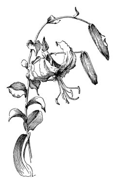 Bitki tarayıcı görüntü. Vektör illustratuion