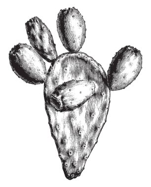 Hint incir dalı gösteren bir resim opuntia ficus-indica, ortak adını taşıyan sarı çiçekler bu Mayıs ayında bloom, vintage çizgi çizme veya oyma illüstrasyon.