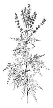 Onun güçlü kokusu ve o bilinen büyük bir sürü Vitex Negundo, vintage çizgi çizme veya oyma illüstrasyon olarak bilinir.