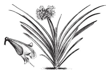 Imantophyllum Cyrtanthiflorum bitki, ortasında büyük çiçek bitki yaprakları koyu yeşil, vintage çizgi çizme veya oyma illüstrasyon gösteren resmi bir bitkinin adlı.