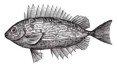 Dikenli kedisi perciform spinefoots, vintage çizgi çizme veya oyma illüstrasyon Siganidae ailesindeki balıktır.
