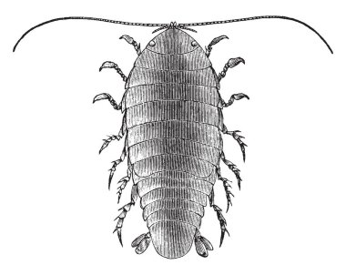 Benekli deniz işe yaramaz bir parazit kabuklu Cirolanidae Aile, vintage çizgi çizme veya oyma illüstrasyon olduğunu.