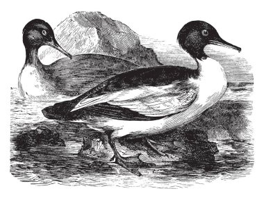 Avrupa ve Kuzey Amerika, vintage çizgi çizme veya oyma illüstrasyon buldum goosander.
