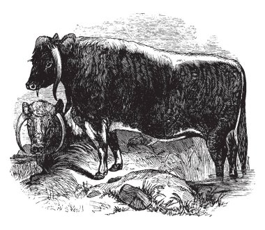 Bu resim uzun boynuzlu öküz, vintage çizgi çizme veya oyma illüstrasyon temsil eder..