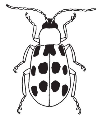 Mısır Rootworm Mısır, vintage çizgi çizme veya oyma illüstrasyon yıkıcı bir böcek olduğunu.